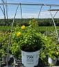 Rise up® Ringo® Mini Climber Rose #3 pot