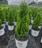 Sting™ Arborvitae #3 pot
