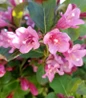 Midnight Sun Weigela pink flowers