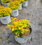 Double Play® Candy Corn® Spirea