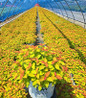 Double Play® Candy Corn® Spirea in nursery