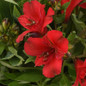 Inca Bandit Peruvian Lily flower close up