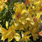 Inca Gold Rush Peruvian Lily covered in flowers
