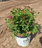 Double Play Doozie® Spirea in pot