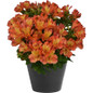 Inca Safari Peruvian Lily in pot