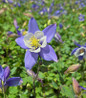 Earlybird™ Blue White Columbine blue white bicolor blooms