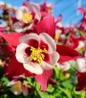 Columbine red and white blooms