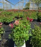 Columbine blooming perennial plant