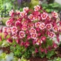 Columbine compact garden perennial