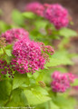 Double Play Gold Spirea Flowers Close Up