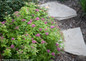 Double Play Gold Spirea Next To Garden Path