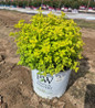 Double Play® Gold Spirea in pot