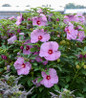 Summerific® Lilac Crush Hibiscus lilac purple bloom