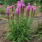 Liatris Kobold in the garden