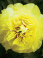 Large Bartzella Peony Bloom Up Close