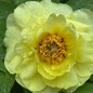 My Favorite Tree Peony, Paeonia Bartzella