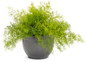 Proven Accents® Asparagus Fern in pot