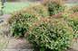 Double Play Red Spirea Mass Planting