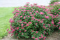 Double Play Red Spirea Shrub Covered in Flowers