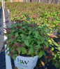Double Play® Red Spirea #3 pot
