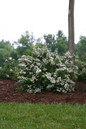 Wedding Cake Spirea Blooming Under a Tree