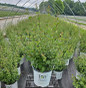 Bloomerang Dark Purple Lilac #3 container