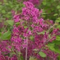 Bloomerang Dark Purple Lilac flowers close-up