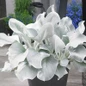 Angel Wings Senecio flower