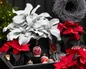Angel Wings Senecio christmas theme