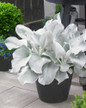 Angel Wings Senecio in patio