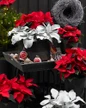 Angel Wings Senecio holiday decor