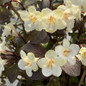 Wine & Spirits Weigela flowers