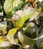 Wine & Spirits Weigela dark purple foliage