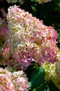 Vanilla Strawberry Hydrangea flowers