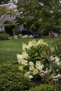 Vanilla Strawberry Hydrangea in the garden