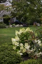 Vanilla Strawberry Hydrangea in the garden