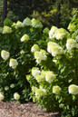 Vanilla Strawberry Hydrangea Shrubs blooming