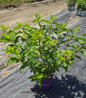 Vanilla Strawberry™ Panicle Hydrangea in pot