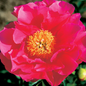 Paula Fay Peony Flower Close Up