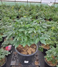 Paula Fay Peony in nursery