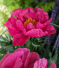 Paula Fay Peony pink petals