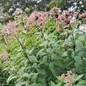 Eupatorium dubium Baby Joe customer photo