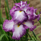 Lion King Iris Flower Close Up
