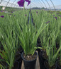 Japanese Variegated Iris blooming in pot