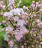 Scentara Double Blue Lilac flowers close-up