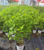 Scentara Double Blue Lilac in pot