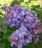 Scentara Double Blue Lilac double lavender blooms