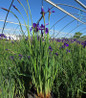 Caesar's Brother Siberian Iris blooming in nursery