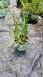 Nodding Onion Allium Cernuum In Nursery Pot