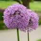 Star of Persia Allium purple globe bloom